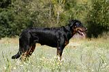 BEAUCERON 770